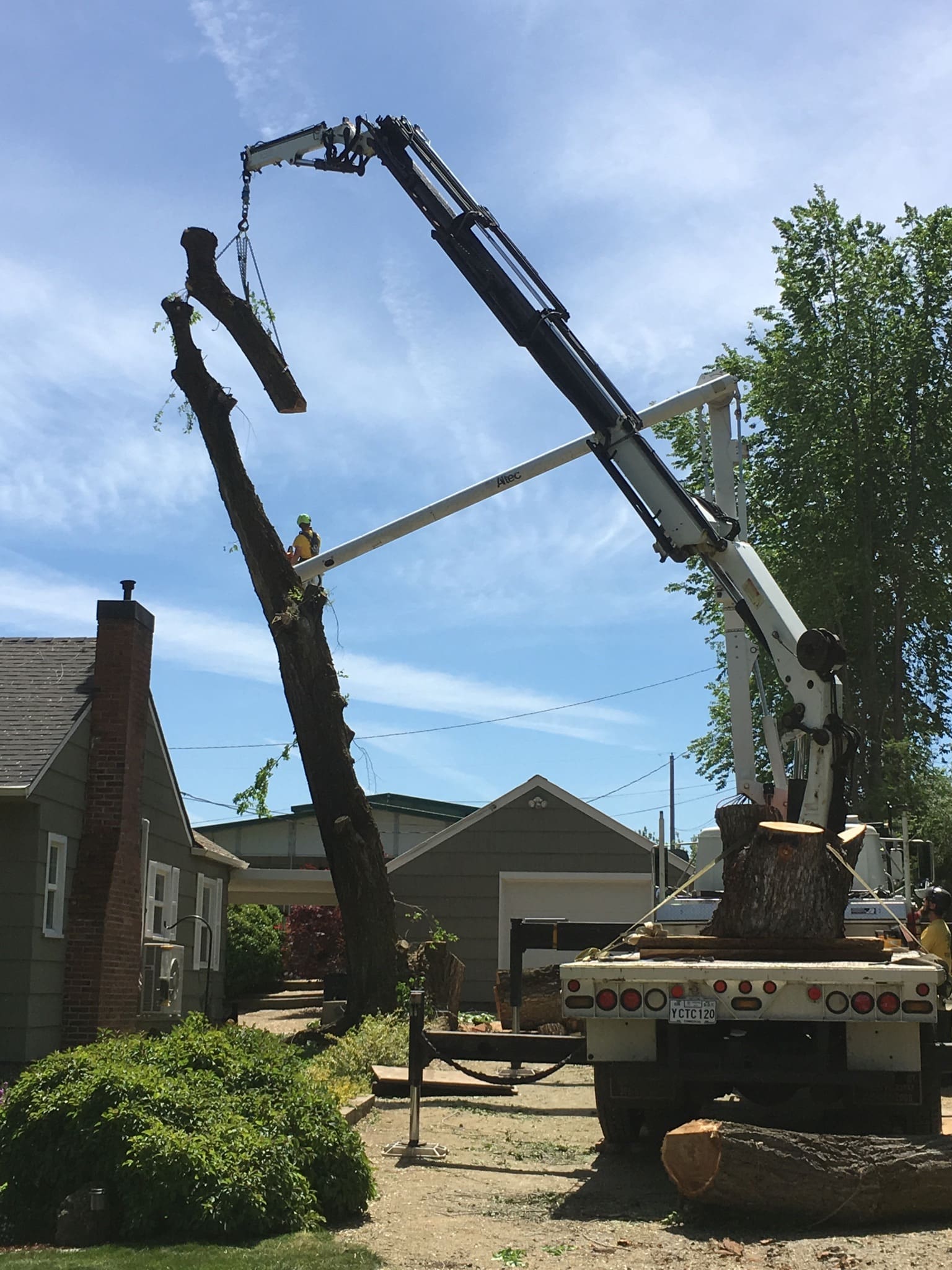 tree removal in Central Point, OR