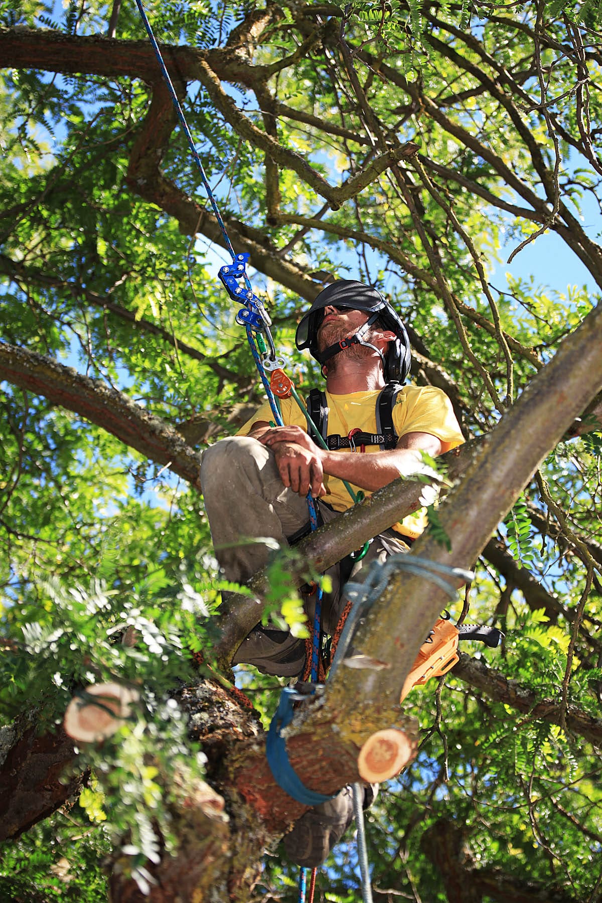 Southern Oregon Tree Care worker going up a tree