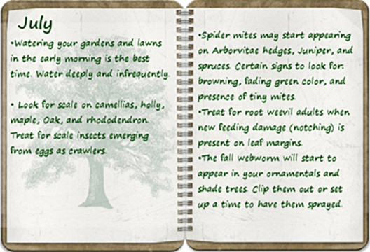 Southern Oregon Tree Care July tree calendar