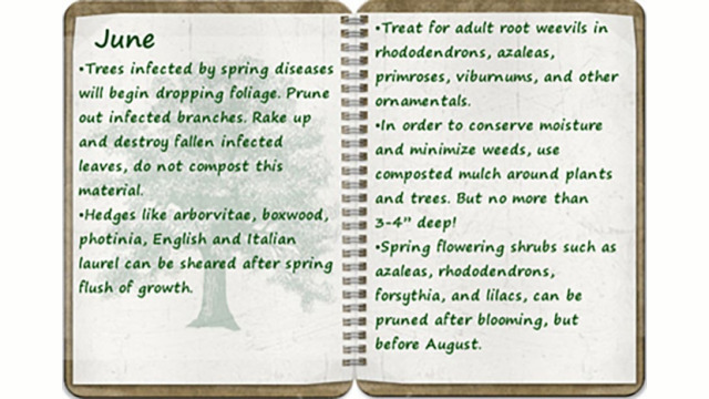 Southern Oregon Tree Care June tree calendar